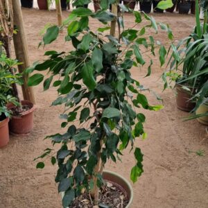 ficus benjamina