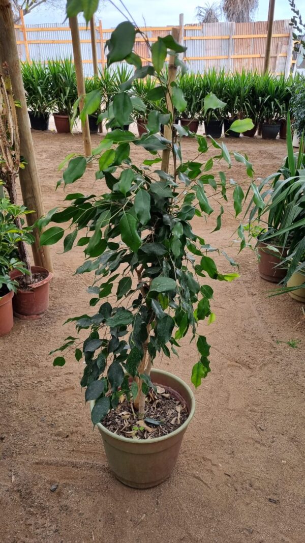 ficus benjamina