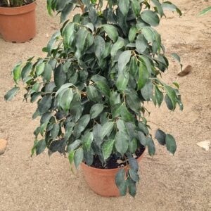 ficus Golden