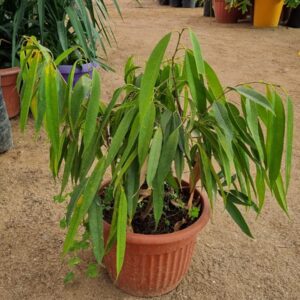 Ficus Ali