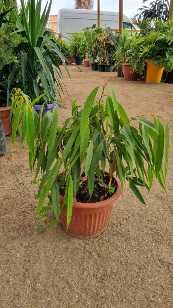 Ficus Ali