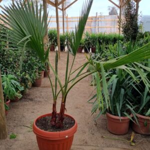 palmera abanico