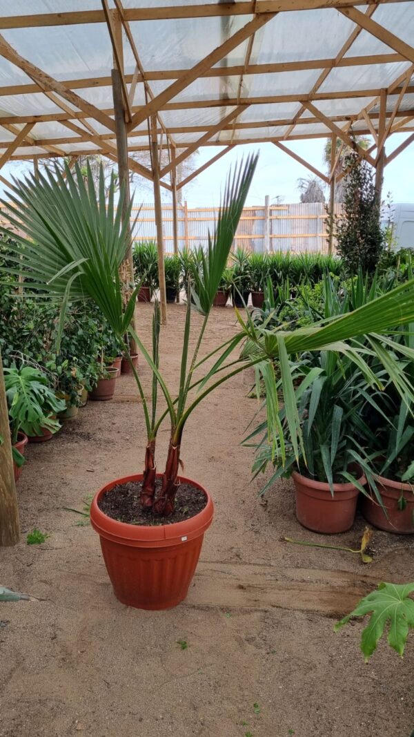 palmera abanico