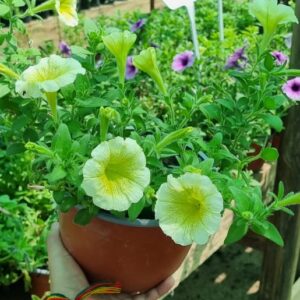 Petunia en Paila
