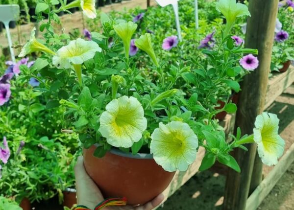 Petunia en Paila