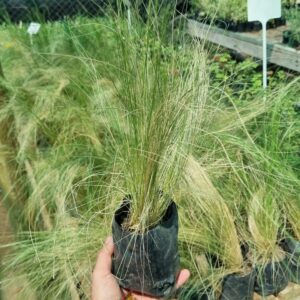 Stipa Pequeña