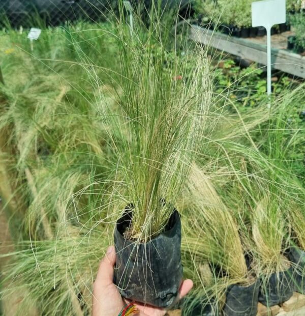 Stipa Pequeña
