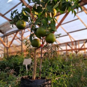 Árbol  de pomelo