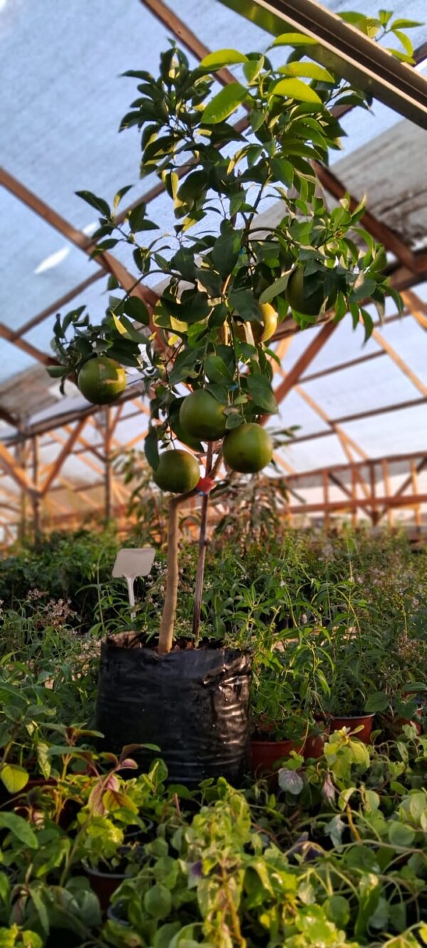 Árbol  de pomelo