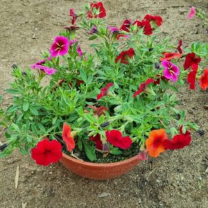 Calibrachoa