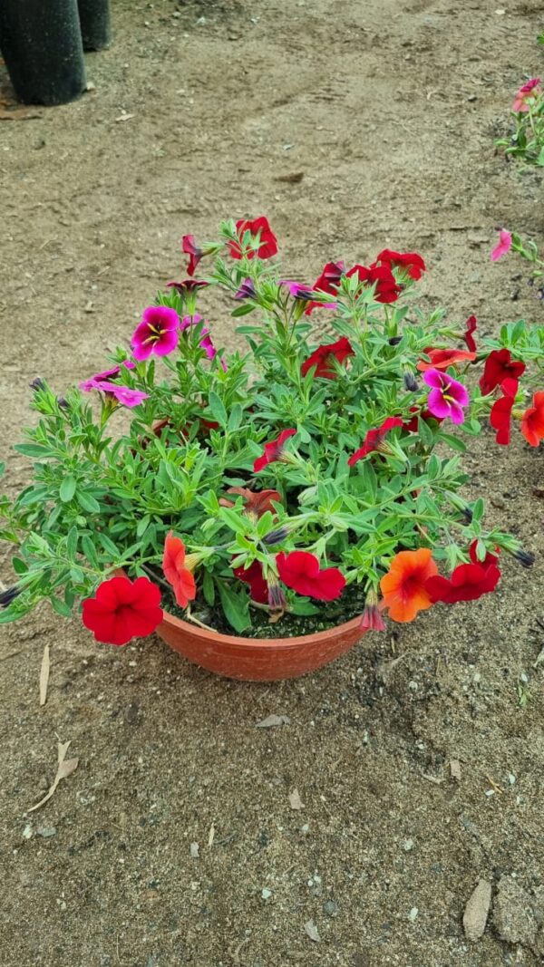 Calibrachoa