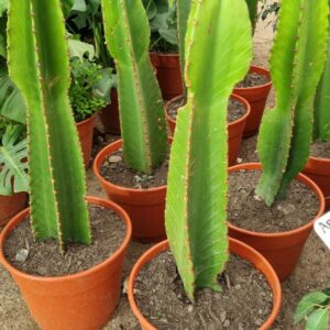 euphorbia ingesn