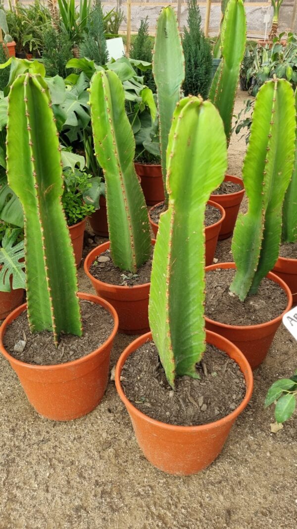 euphorbia ingesn