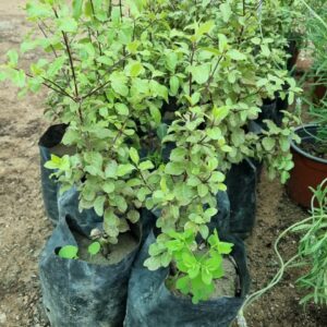 Pittosporum Tobira