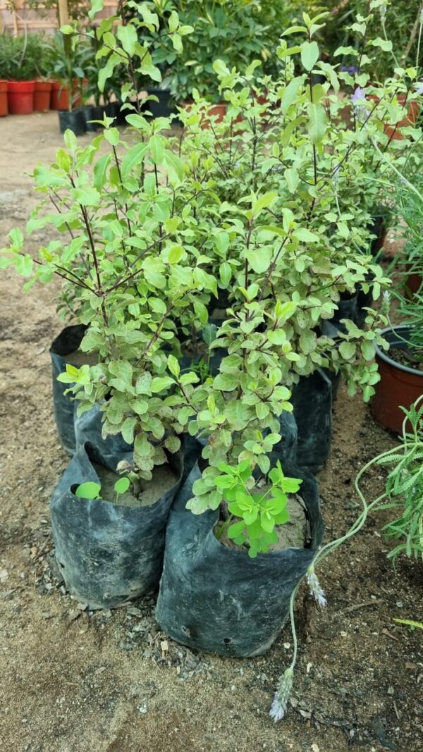 Pittosporum Tobira