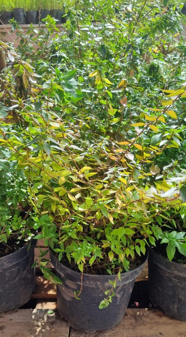 ABELIA COMPACTA