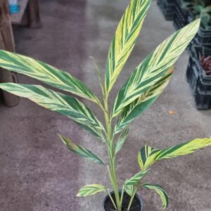 ALPINIA M17