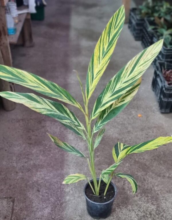 ALPINIA M17