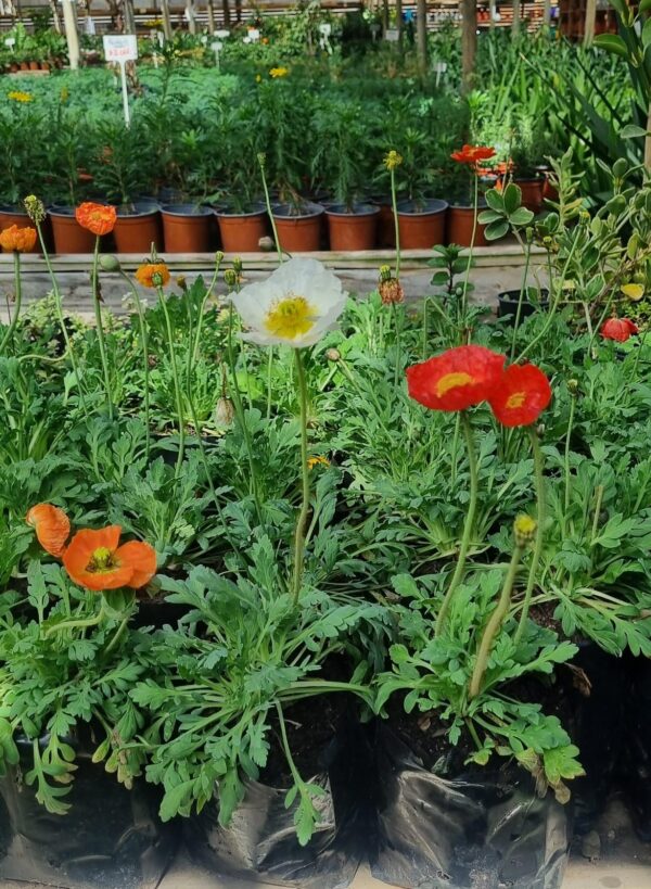 AMAPOLA