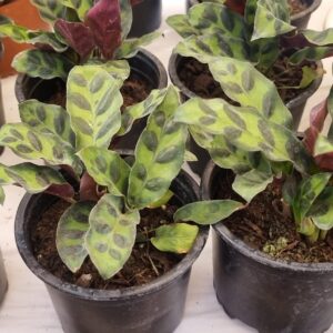 CALATHEA INSIGNIS