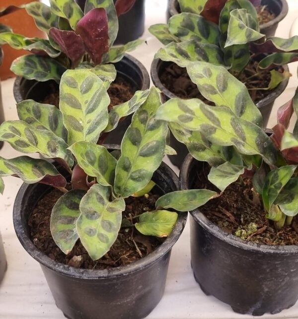 CALATHEA INSIGNIS