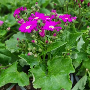 Cineraria Maceta