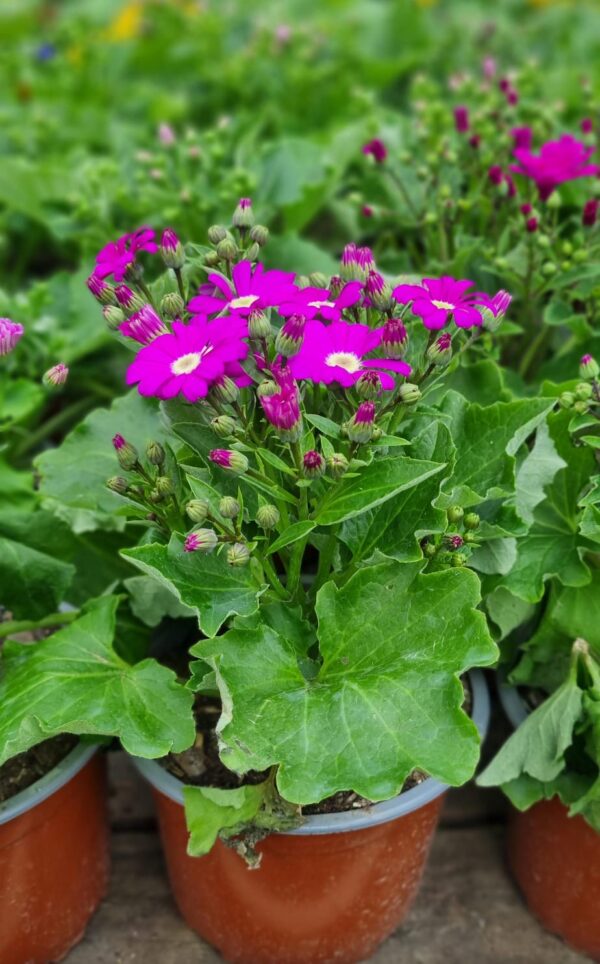 Cineraria Maceta
