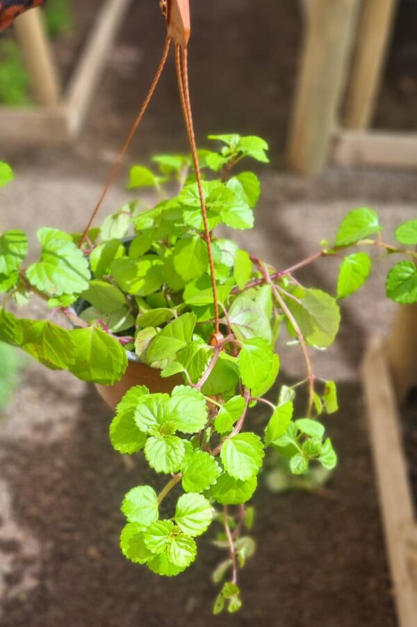 DOLÁR VERDE COLGANTE