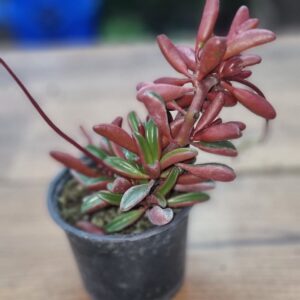 PEPERONIA GRAVEOLENS