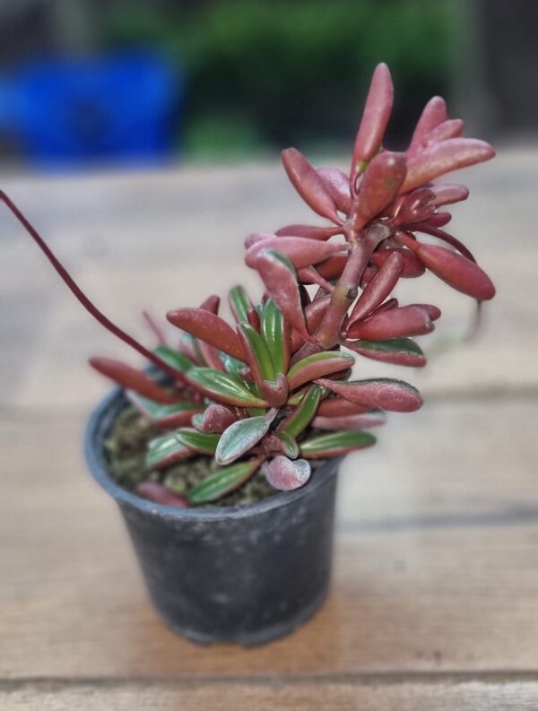 PEPERONIA GRAVEOLENS