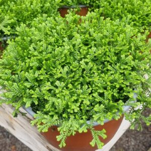 SELAGINELLA