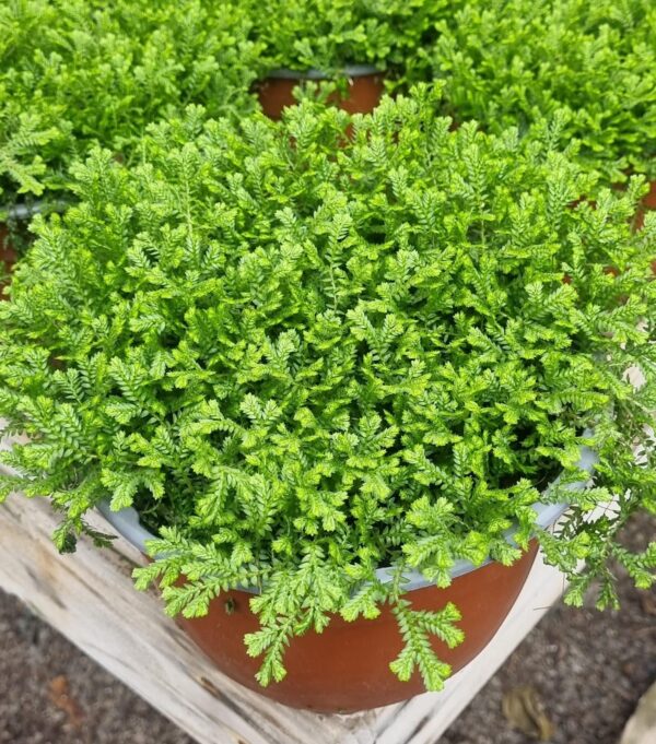 SELAGINELLA
