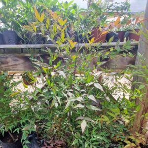 NANDINA (ARBUSTO)
