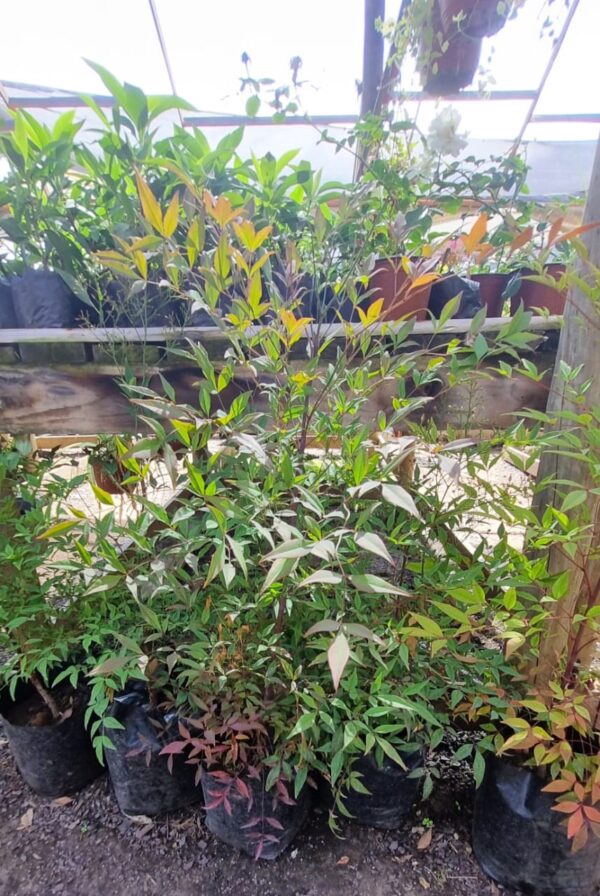 NANDINA (ARBUSTO)
