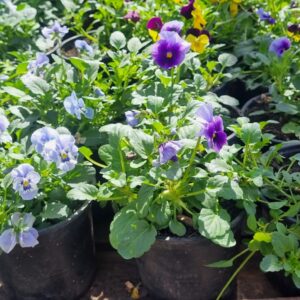 VIOLA BOLSA