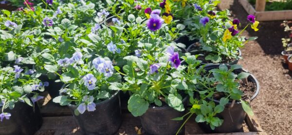 VIOLA BOLSA