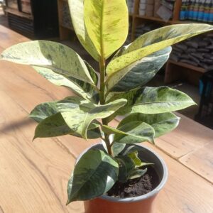 Gomero Variegado