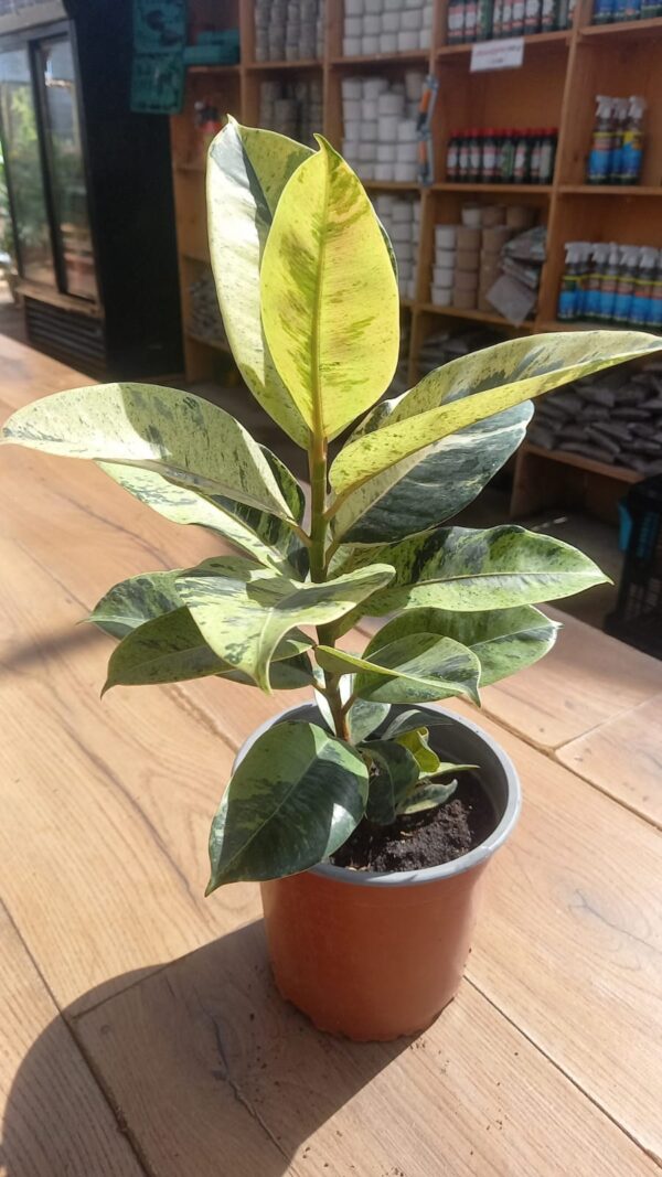 Gomero Variegado