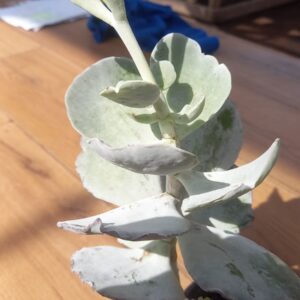 Kalanchoe Blanco