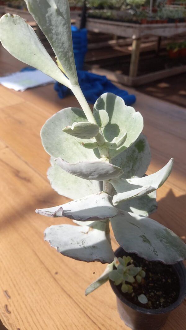 Kalanchoe Blanco