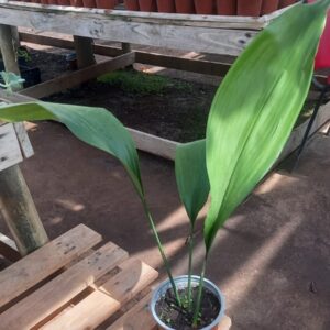 Aspidistra Elatior.