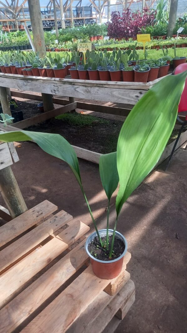 Aspidistra Elatior.