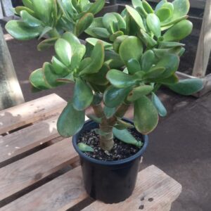 Jade