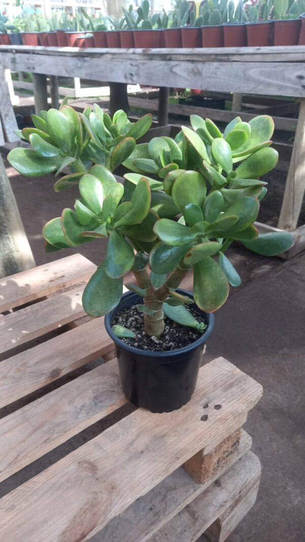 Jade