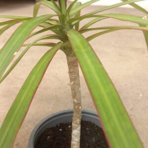 Dracena Marginata