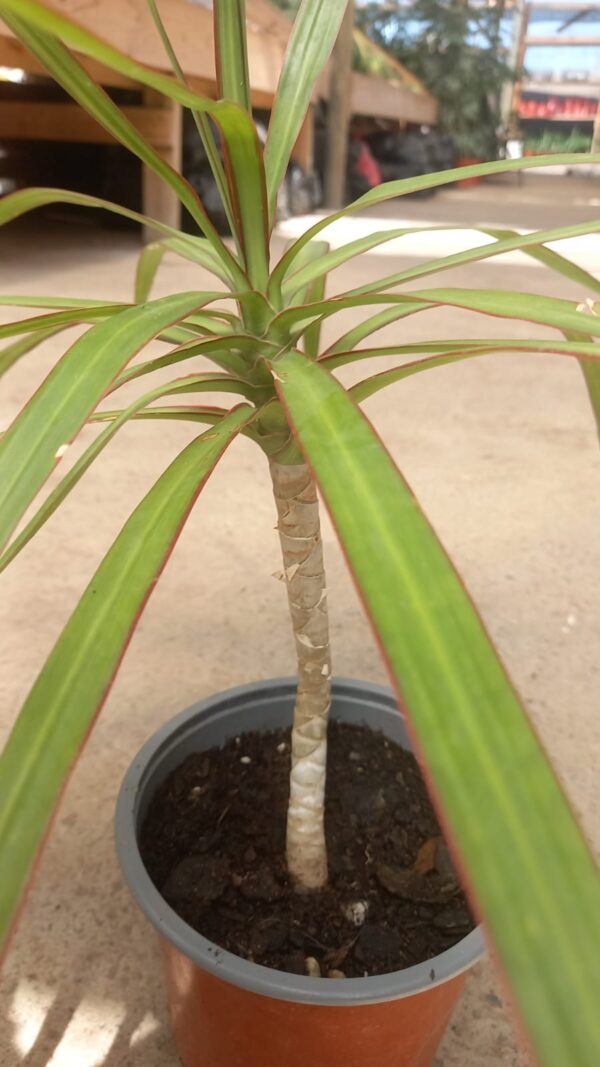 Dracena Marginata