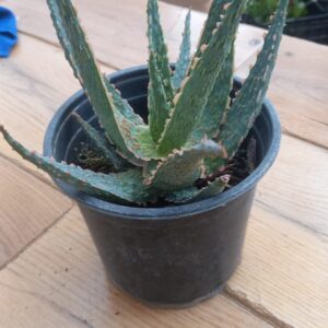 Aloe Vera Hibridada