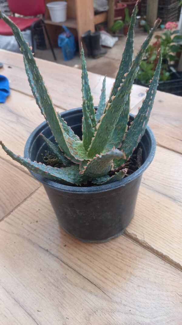 Aloe Vera Hibridada
