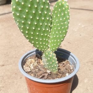 Opuntia Microdasys