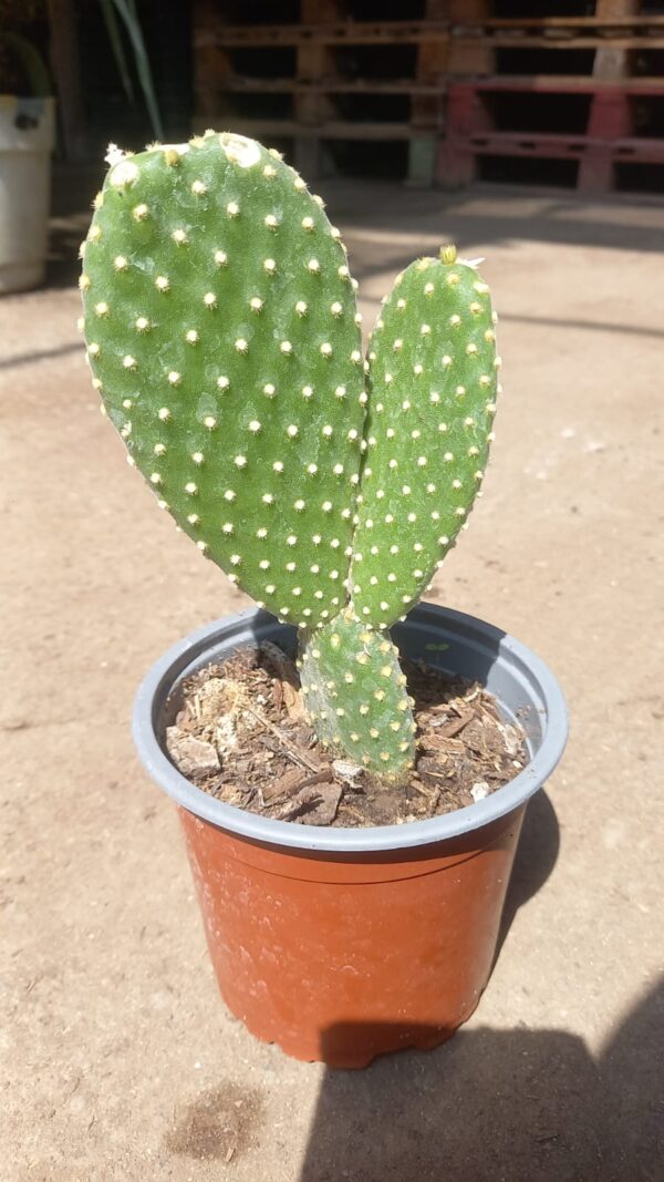 Opuntia Microdasys